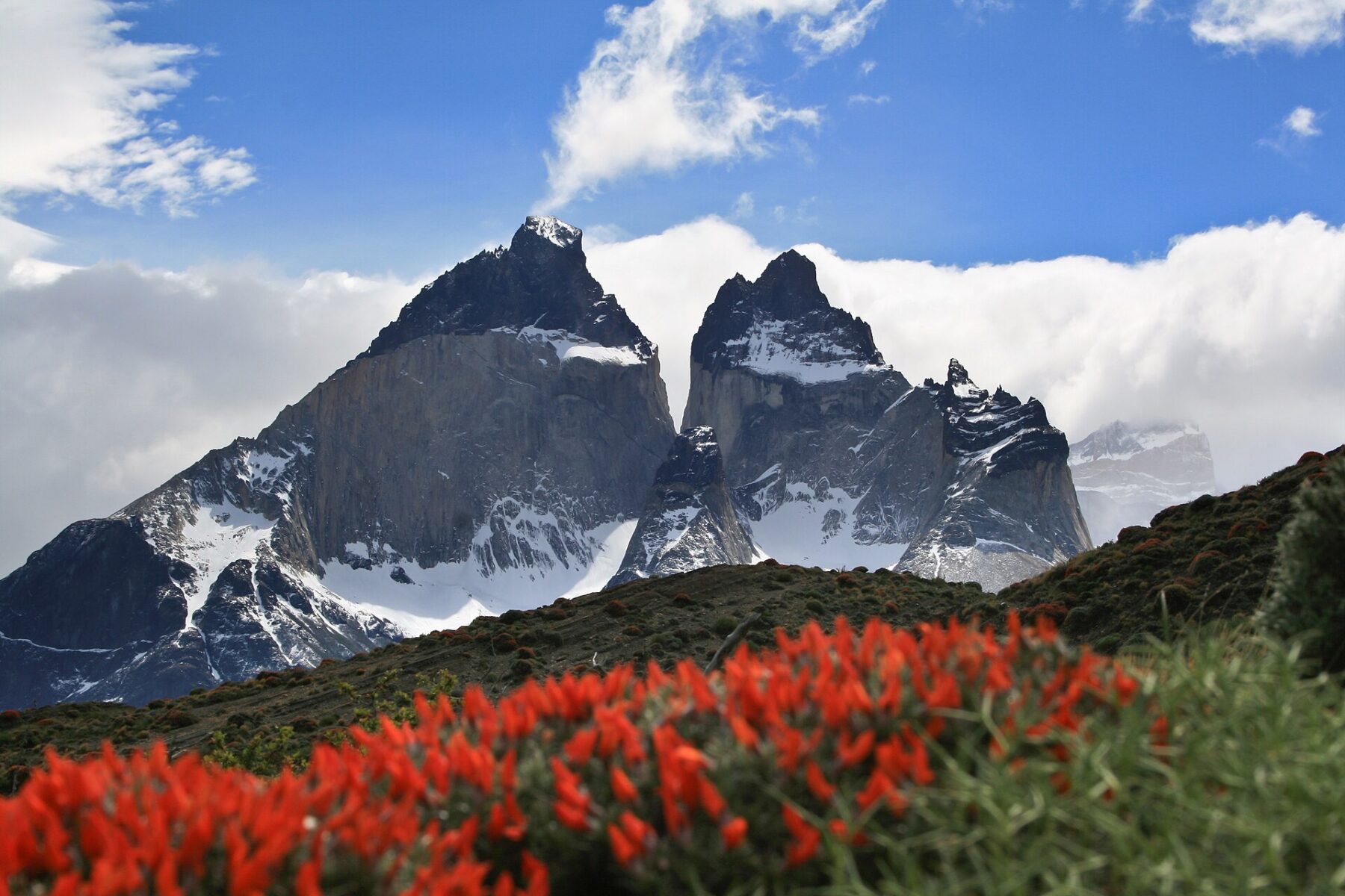 The dark granite peaks of the Cuernos del Paine with snow on their slopes, clouds behind and red flowering shrubs in the foreground