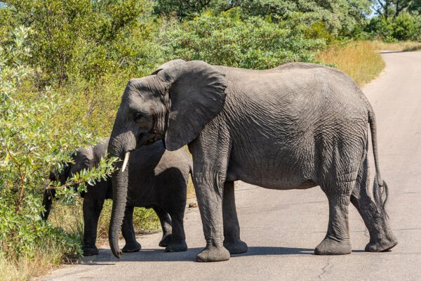Two elephants, an adult and a younger one, cross a paved road lined with green bush in Kruger National Park