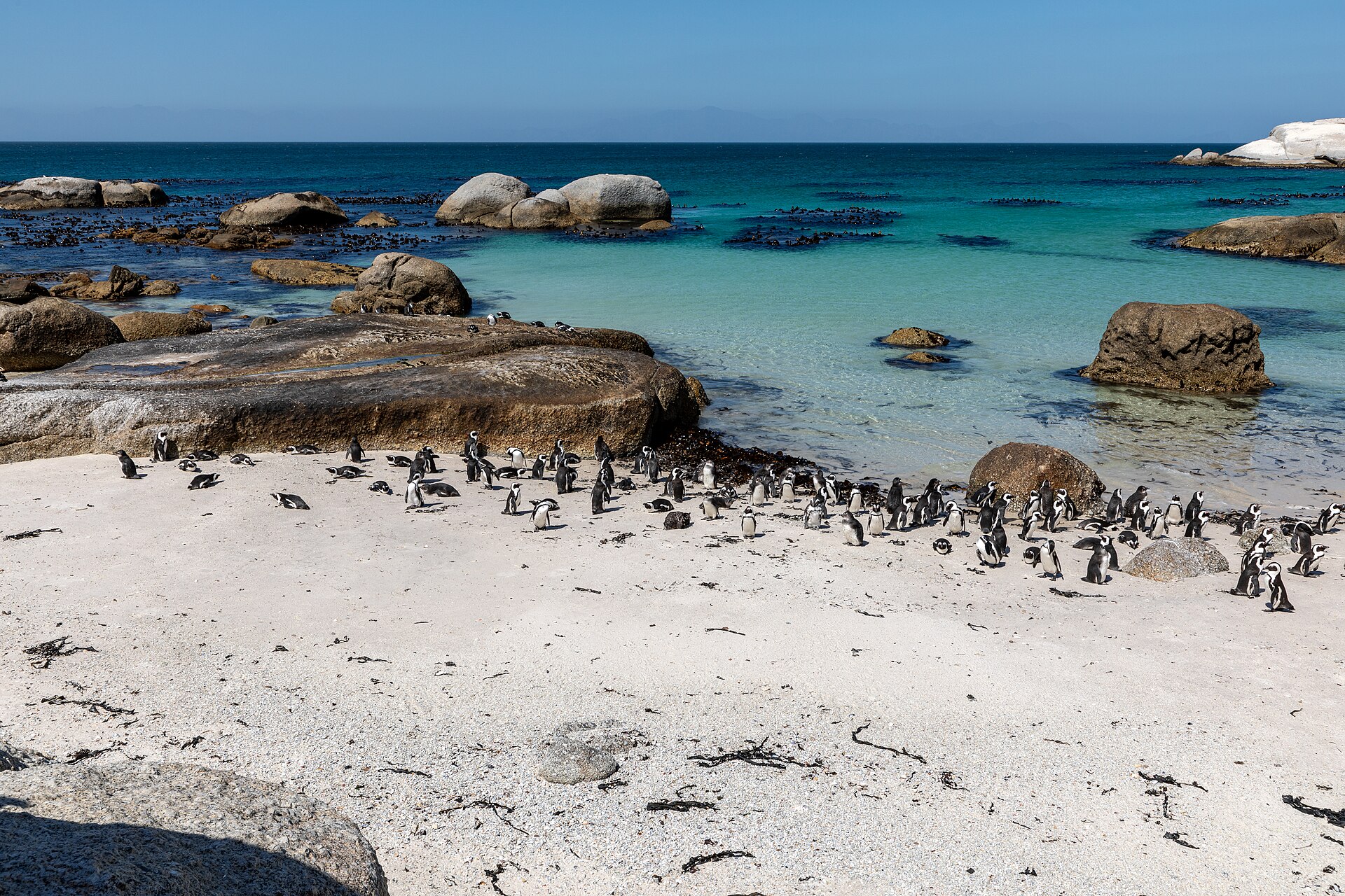 Dozens of African penguins stand on white sand at Boulders Beach, with granite boulders and turquoise water behind them