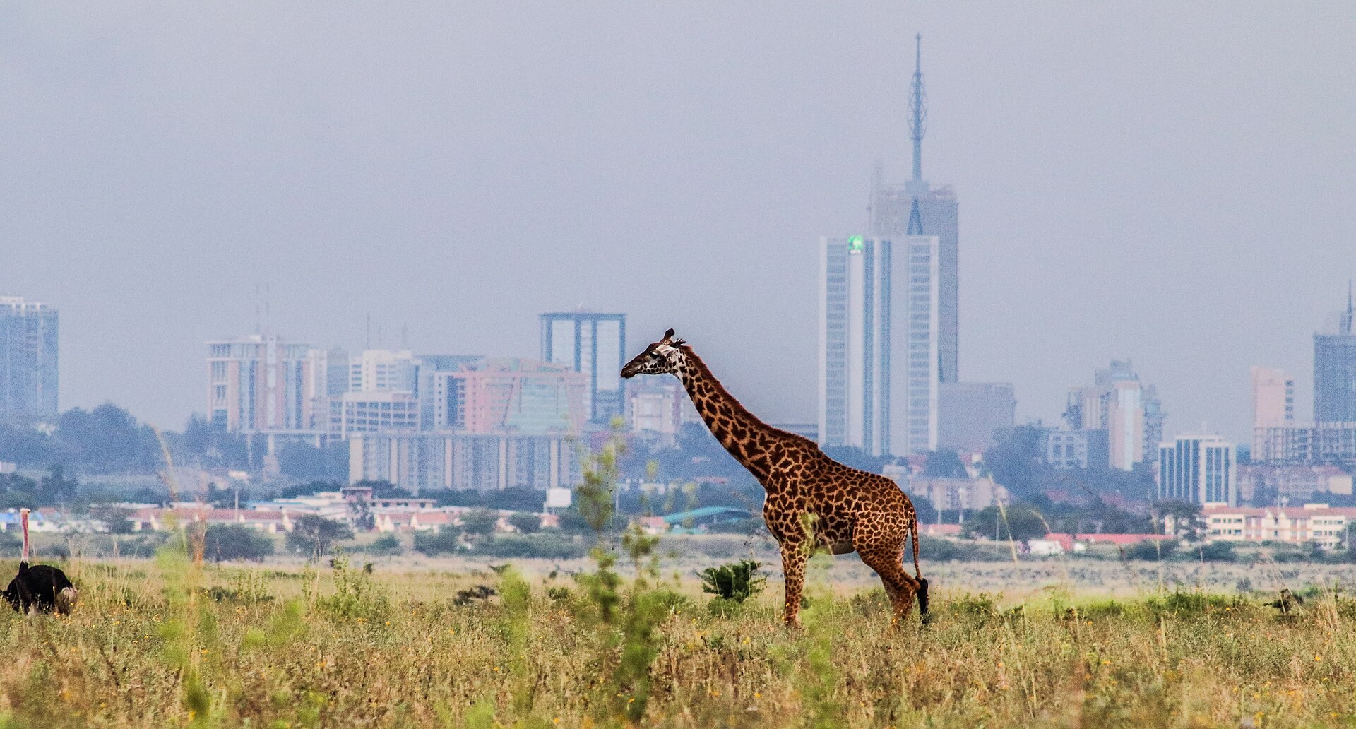 A Maasai giraffe stands in tall grass in Nairobi National Park with high-rise towers of central Nairobi in the hazy background