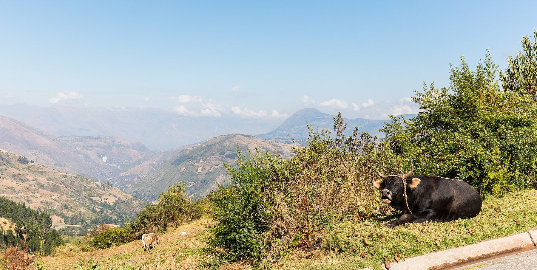 Hazy Andean valley seen from a roadside, with a black bull lying in the grass beside green shrubs and mountain ridges under a pale blue sky