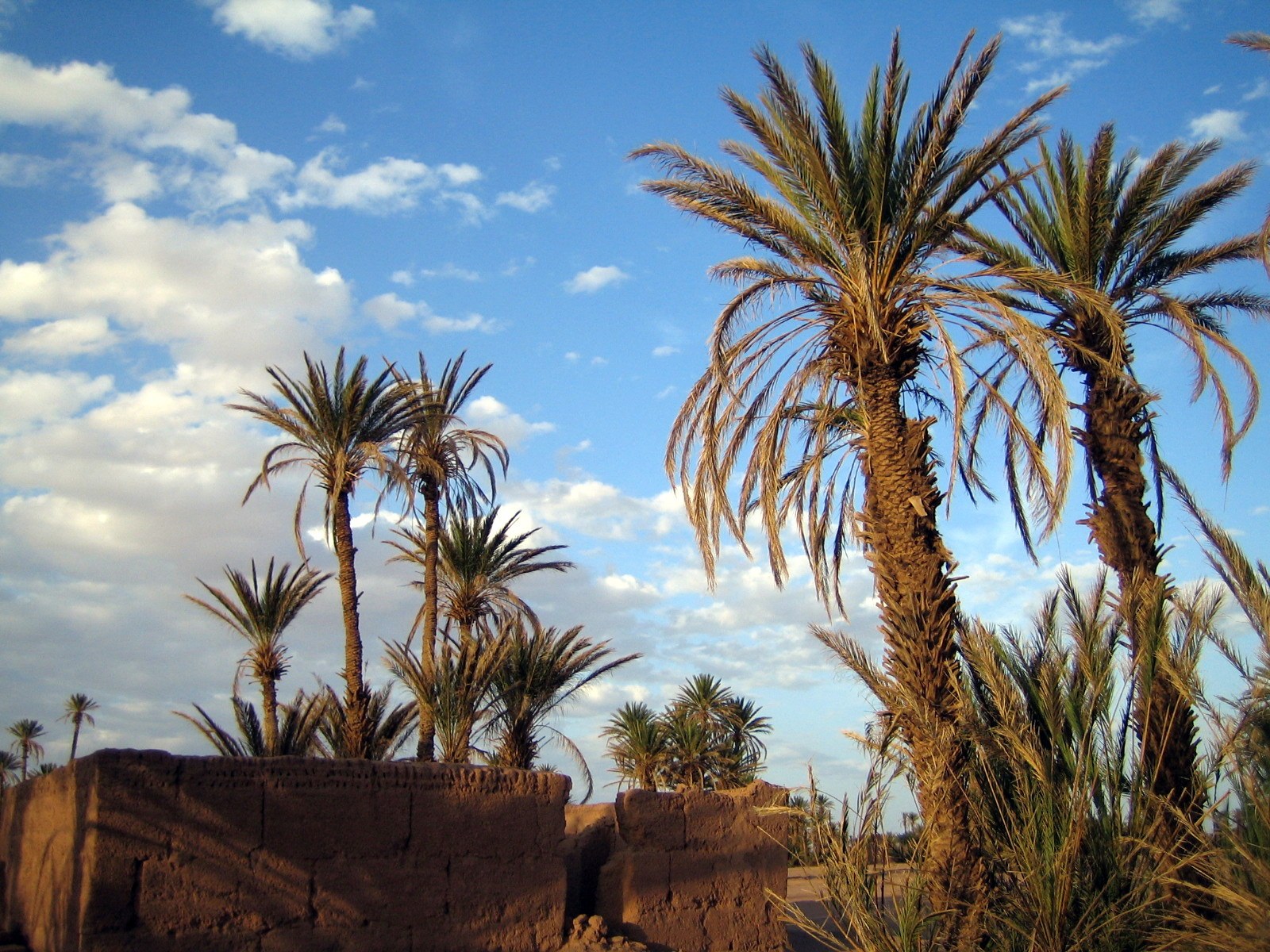 Date palms and old mud-brick walls under a blue sky near M’Hamid El Ghizlane in southeastern Morocco